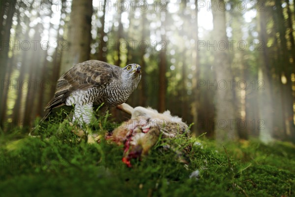 Goshawk, Accipiter gentilis, feeding on killed hare in the forest. Bird of Prey with fur catch in the nabitat. Animal behaviour, wildlife scene from nature. Goshawk in the green vegetation