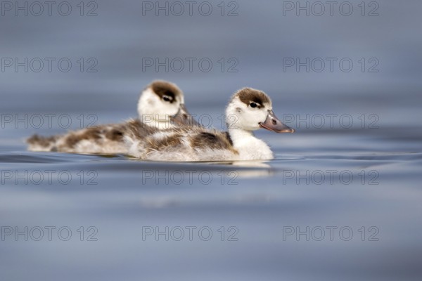 Common Shelduck (Tadorna tadorna) juvenile, Castile-La Mancha, Spain