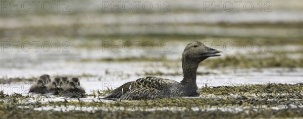 Common Eider (Somateria mollissima) juvenile, Iceland