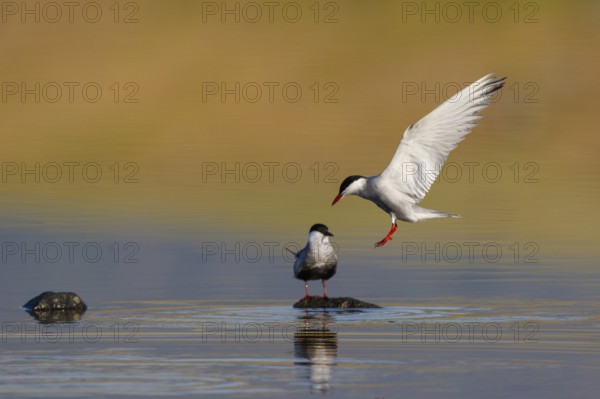 Whiskered Tern (Chlidonias hybrida), Greece