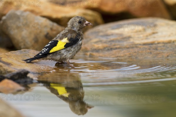 European Goldfinch (Carduelis carduelis) juvenile, Alicante, Spain