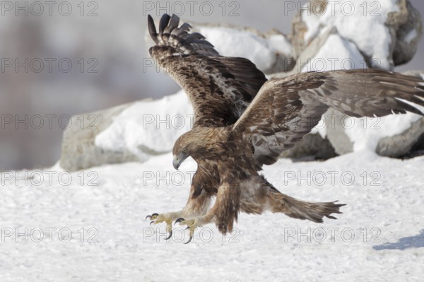Steinadler; lat. Aquila chrysaetos; Altvogel; adult; im Anflug mit vorgestreckten Fängen dicht über dem Schneehang; Balkangebirge in Bulgarien