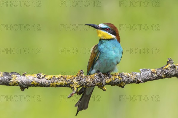 European Bee-eater (Merops apiaster) perched on a branch, Subotica, Serbia