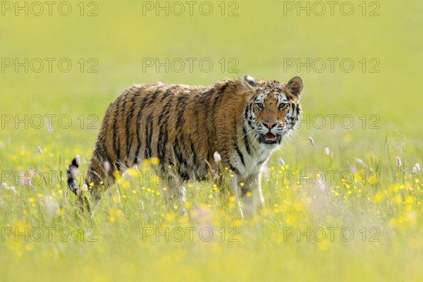 Tiger with ping and yellow and pink flowers. Siberian tiger in beautiful habitat. Amur tiger sitting in the grass. Action wildlife summer scene with danger animal. Wild cat in nature, wildlife