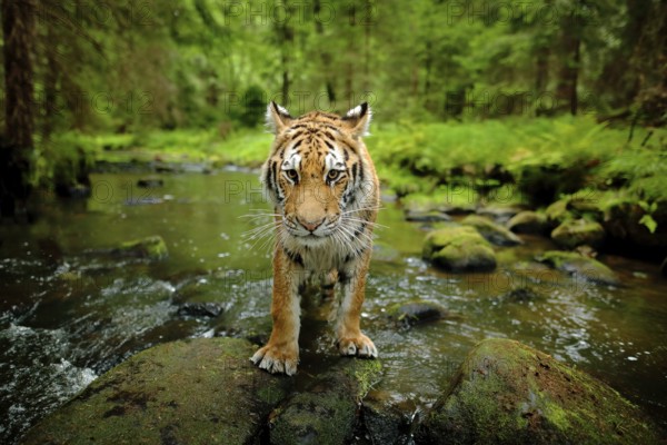 Amur tiger walking in river water. Danger animal, tajga, Russia. Animal in green forest stream. Grey stone, river droplet. Siberian tiger splash water. Tiger wildlife scene, wild cat, nature habitat
