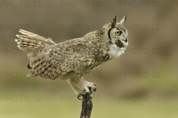 Great Horned Owl (Bubo virginianus), Texas, USA