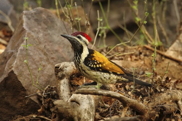 Black-rumped Flameback (Dinopium benghalense) male, Rajasthan, India