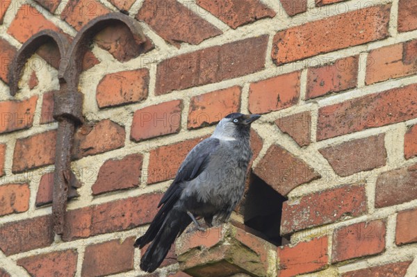 Western Jackdaw (Coloeus monedula), North Rhine-Westphalia, Germany