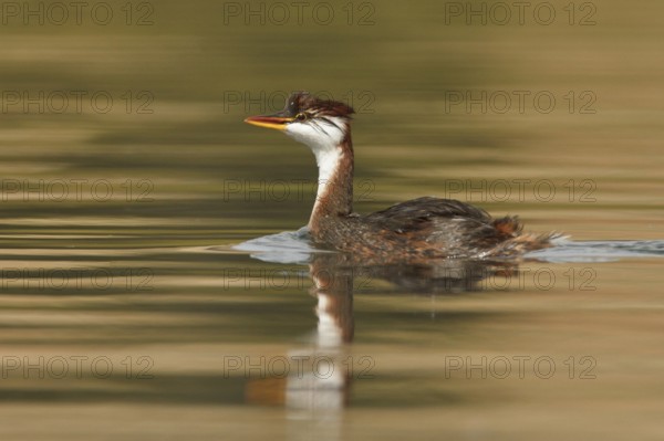 Titicaca Flightless Grebe (Rollandia microptera) in lake Titicaca in Bolivia, South America