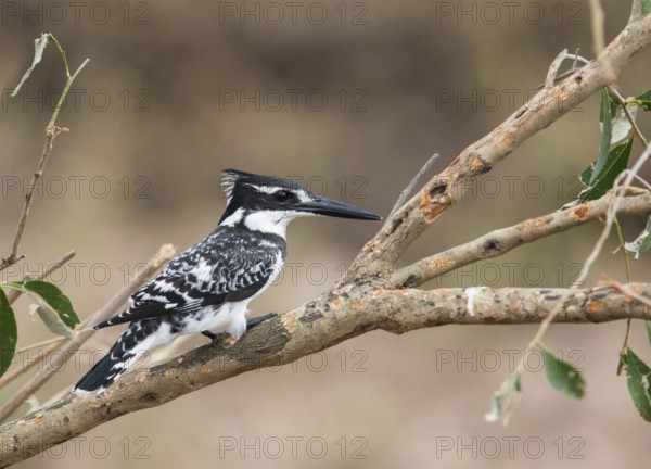 Pied Kingfisher (Ceryle rudis), Uganda