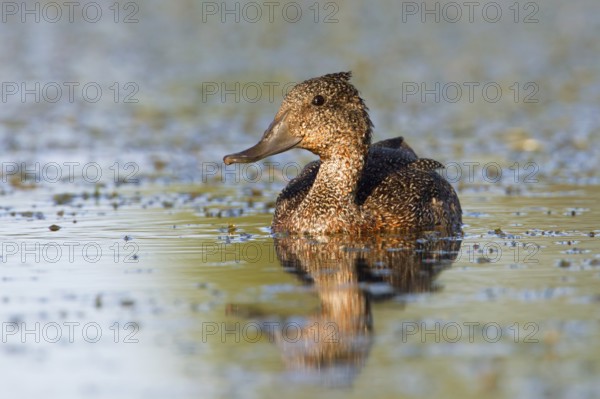 Freckled Duck (Stictonetta naevosa), Victoria, Australia