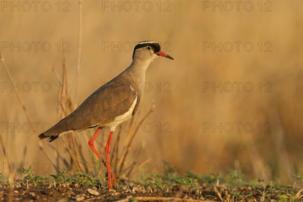 Crowned Lapwing (Vanellus coronatus), Mpumalanga, South Africa