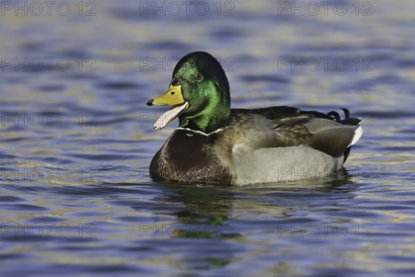 Mallard (Anas platyrhynchos) male, New Mexico, USA
