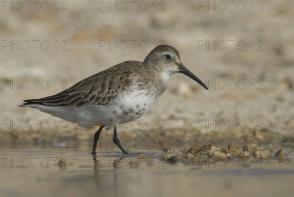 Dunlin (Calidris alpina), Oman