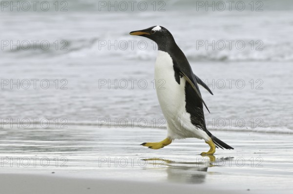 Gentoo Penguin (Pygoscelis papua), Falkland Islands