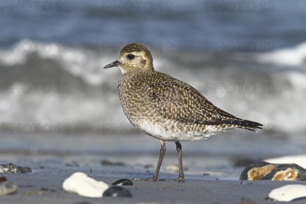 European Golden Plover (Pluvialis apricaria), Schleswig-Holstein, Germany