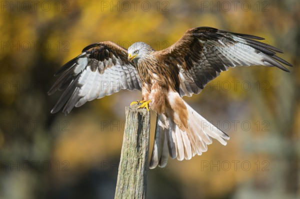 Red Kite (Milvus milvus) flying, Lower Saxony, Germany