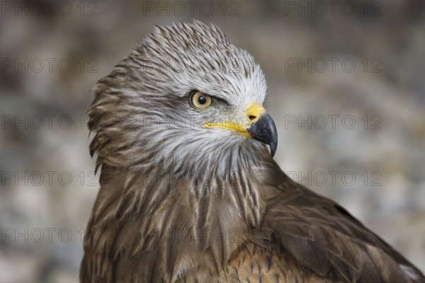 Black Kite (Milvus migrans), Spain