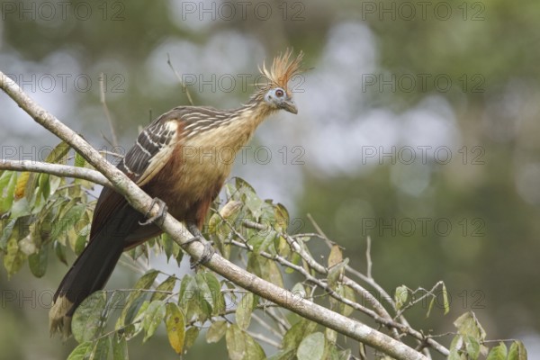 Hoatzin (Opisthocomus hoazin), Ecuador