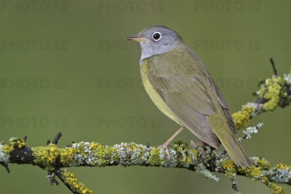 Connecticut Warbler (Oporornis agilis), Manitoba, Canada