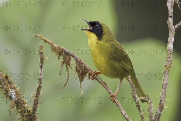 Olive-crowned Yellowthroat (Geothlypis semiflava) male, Ecuador