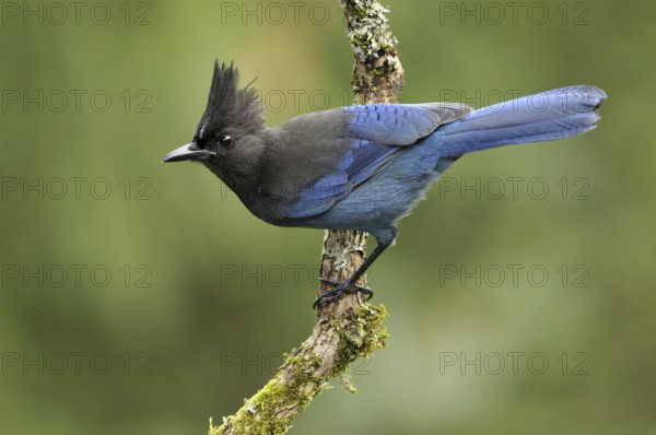 Steller's Jay (Cyanocitta stelleri), British Columbia, Canada