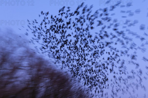 Western Jackdaw (Coloeus monedula) huge flock in flight, Lower Saxony, Germany