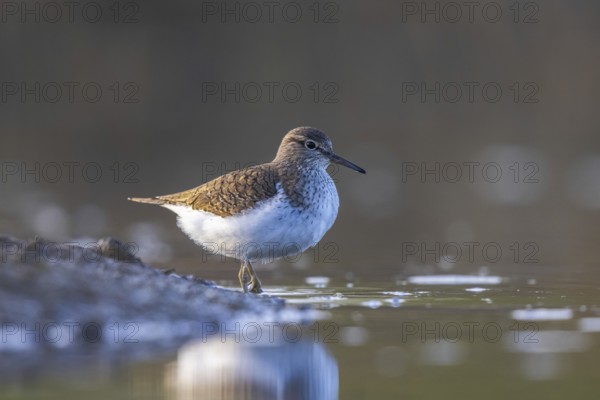Common Sandpiper (Actitis hypoleucos), North Rhine-Westphalia, Germany