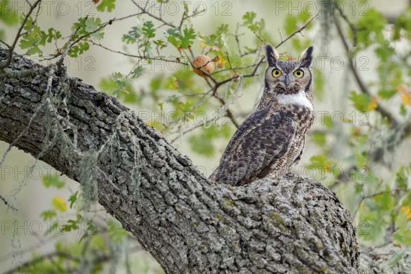 Great Horned Owl (Bubo virginianus), California, USA