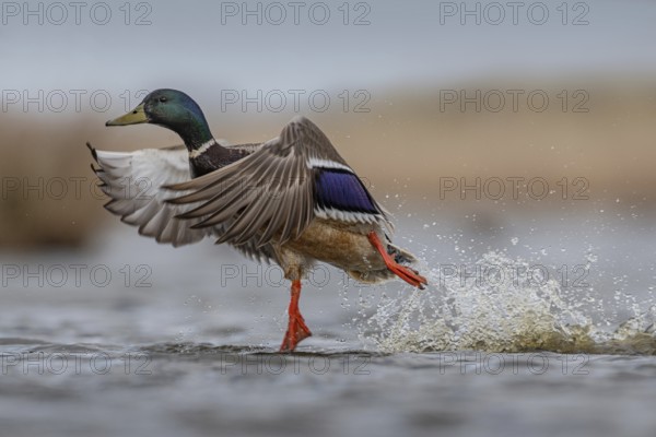 Mallard (Anas platyrhynchos) male taking flight, Schleswig-Holstein, Germany