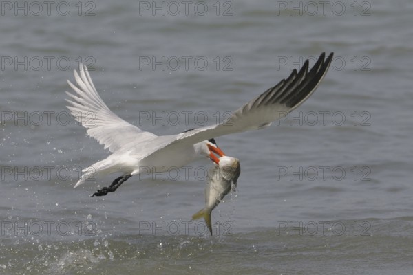 Caspian Tern (Hydroprogne caspia) flying, Gambia