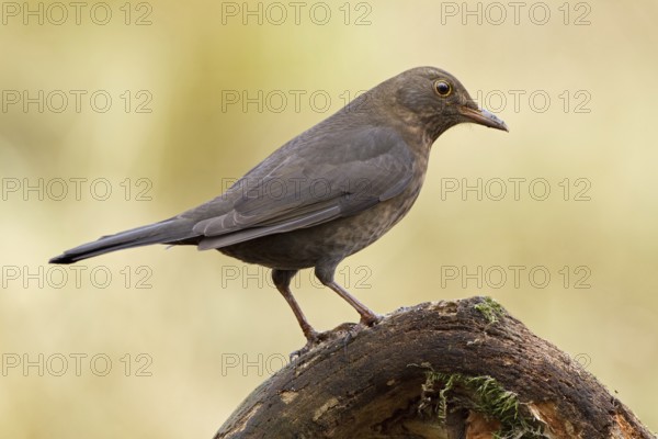 Common Blackbird (Turdus merula) female, Saxony-Anhalt, Germany