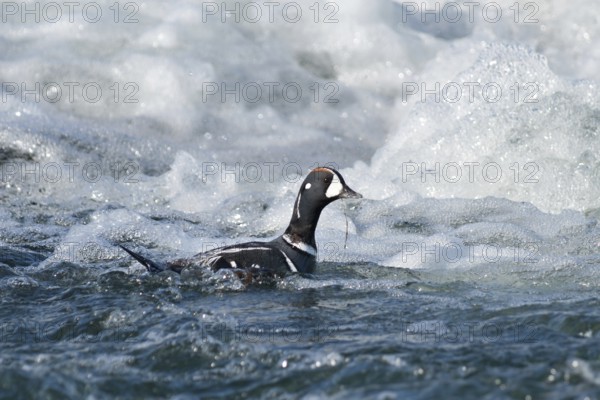 Harlequin Duck (Histrionicus histrionicus) male, Iceland