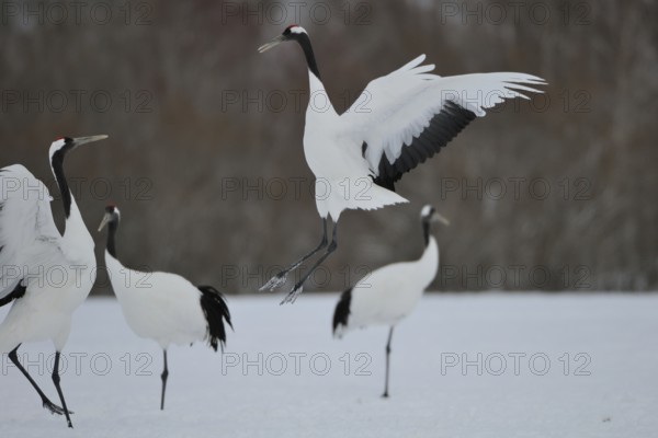 Red-crowned Crane (Grus japonensis), Hokkaido, Japan
