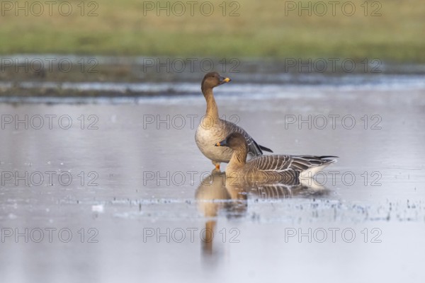 Taiga Bean Goose (Anser fabalis), North Rhine-Westphalia, Germany