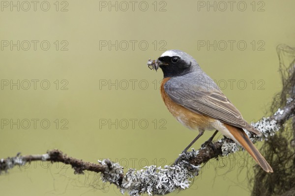 Common Redstart (Phoenicurus phoenicurus) male perched on a branch with food in its beak, Dalarna, Sweden
