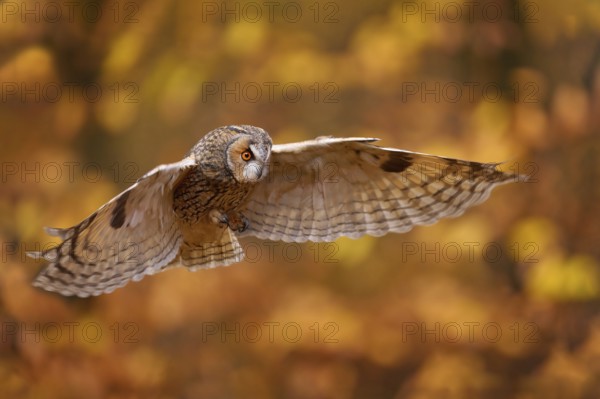 Autumn nature. Owl in orange forest, yellow leaves. Long-eared Owl with orange oak leaves during autumn. Wildlife scene from nature, Poland