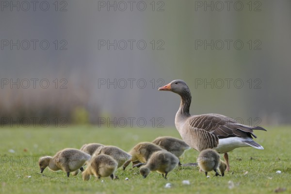Graugans, lat. Anser anser, Elternvogel mit Kücken auf Wiese grasend