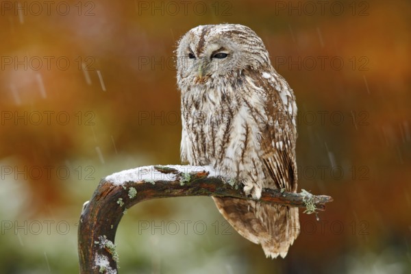 Tawny owl in the forest with tit bird in the talon. Brown owl sitting on tree stump in the dark forest habitat with catch. Beautiful animal with food. Bird in the Sweden forest. Autumn orange forest
