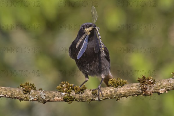 Black Redstart (Phoenicurus ochruros) male with dragonfly prey in beak to feed chicks, Bavaria, Germany