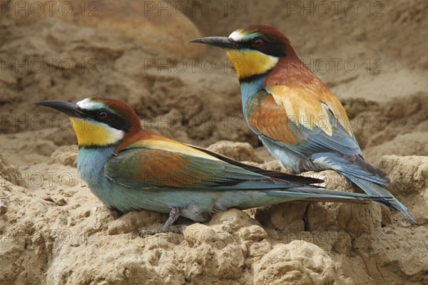 European Bee-eater (Merops apiaster), Extremadura, Spain