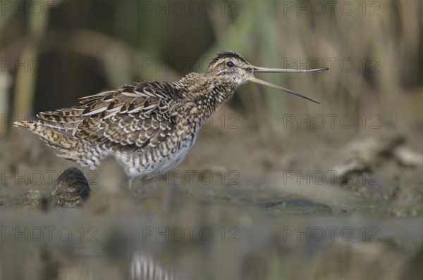 Common Snipe (Gallinago gallinago), Thuringia, Germany