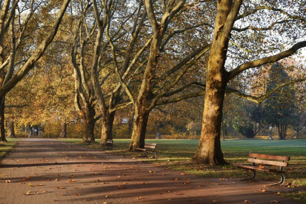 Path and common plane tree or Platanus × acerifolia (Platanus x hispanica, Platanus × acerifolia, Platanus × hybrida) in autumn, Platanenallee, Hamm, North Rhine-Westphalia, Germany