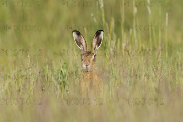 European hare (Lepus europaeus), North Rhine-Westphalia, Germany