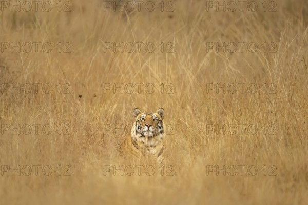 Bengal tiger (Panthera tigris tigris), lying in the tall grass, Bandhavgarh National Park, Bahannara, Manpur, Madhya Pradesh, India