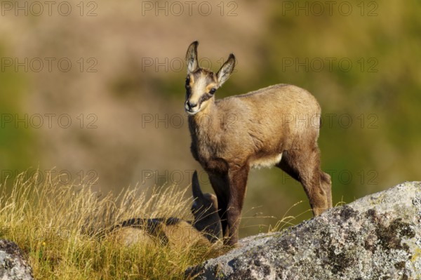 A curious young chamois stands on a rock, accompanied by a resting deer in the grass, chamois, chamois, (Rupicapra rupicaprae), fawn, wildlife, Vosges, France