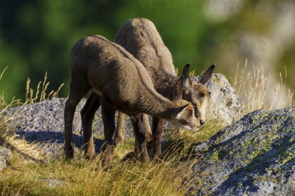 Two young chamois standing close to each other on a rocky ground surrounded by summer grass, chamois, chamois, (Rupicapra rupicaprae), fawn, wildlife, Vosges, France