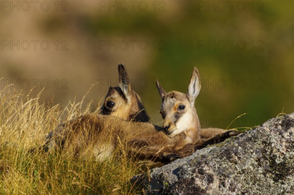 Two young chamois in nature, lying in a meadow with stones, relaxed and attentive, chamois, chamois, (Rupicapra rupicaprae), fawn, wildlife, Vosges, France