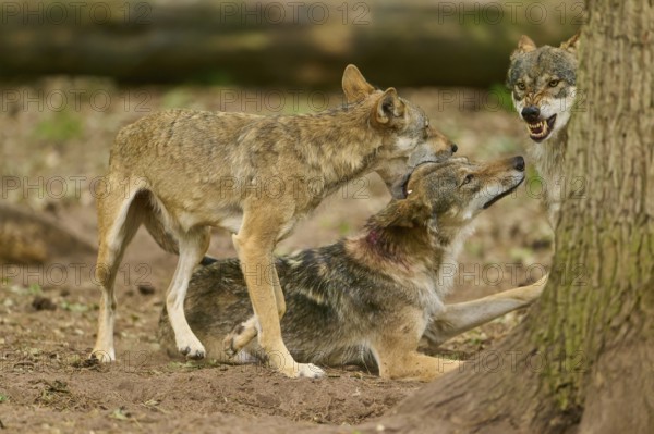 Wolf (Canis lupus), three wolves in the forest, two communicating aggressively with each other, Germany