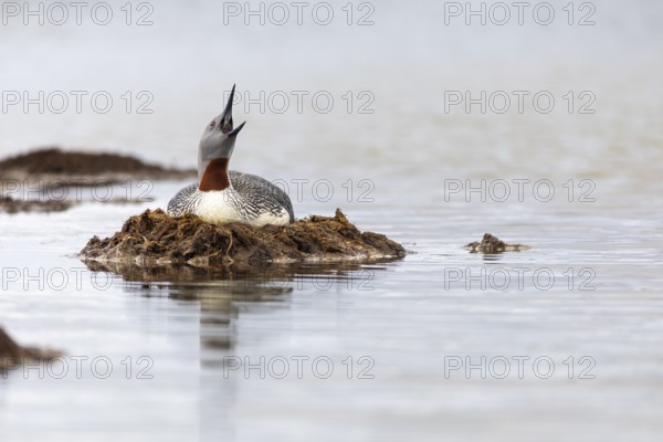 Red-throated diver (Gavia stellata) breeding on the nest, Aventdalen, Longyearbyen, Spitsbergen, Svalbard